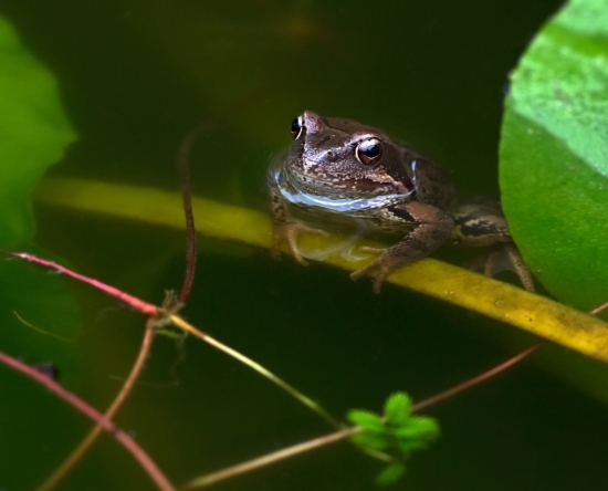 Травяная лягушка.   Травяную лягушку можно встретить на лугах, в лесах, на болотах и по берегам рек, озёр и прудов, она нередко появляется в садах. Лягушка активна в основном с приходом сумерек и в ночные часы. Днем, особенно в жару, животное предпочитает отлеживаться в опавшей листве, под пнями и камнями, или в небольшом водоеме.