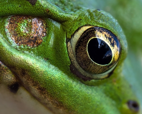 Зеленая лягушка. На её голове выделяются парные ноздри и выпуклые глаза. Это позволяет в случае опасности прятать основную часть тела под водой и наблюдать за происходящим. Зеленые лягушки большую часть времени проводят в воде. В теплые летние вечера на водоемах они устраивают громкие концерты.