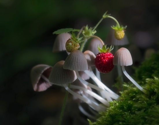 Под пологом леса. Навозник рассеянный – изящный мелкий гриб со складчатой шляпкой. Несъедобный, обитает преимущественно на пнях и упавшей древесине. Начинает расти уже в июне, когда в лесу созревают ягоды земляники.