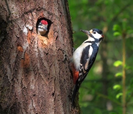 Большой пестрый дятел у гнезда. Весной почти все дятлы выдалбливают для гнезд новые дупла. Работа это непростая. На нее уходит около месяца! В наших местах дятел предпочитает использовать для жилья осины. Птенцы остаются в гнезде около 3-х недель, поедая за это время огромное количество насекомых.
