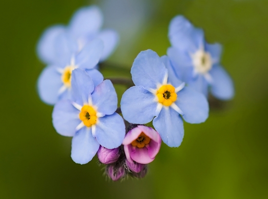 Незабудка. Цветки незабудки могут изменять цвет с розового на голубой за счёт того, что в их лепестках есть пигменты – антоцианы. Они-то и меняют цвет от фиолетового до небесно-голубого в зависимости от кислотности клеточного сока.