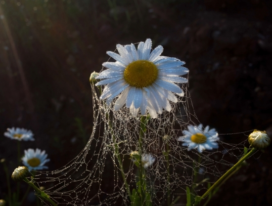 Ромашка. Ромашка полевая – любимое растение наших полей. Это многолетник, который широко используется в лечебных целях. А ещё – прекрасный медонос, из которого готовят великолепные салаты, маринуют бутоны в уксусе. Растение широко используется в косметических целях для производства масок, кремов, красок для волос. Родина ромашки – Америка. 