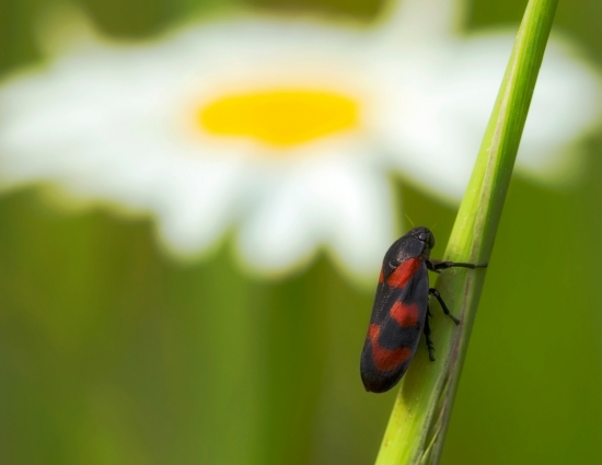 Цикадка. Цикадка (или слюнявица краснопятнистая — цикада-пенница) прекрасно летает и прыгает благодаря сильным задним ногам; питается соком растений. Название свое она получила из-за того, что её личинка, которая тоже питается соком растений, образует вокруг себя защитный пузырчатый кокон, напоминающий слюну.