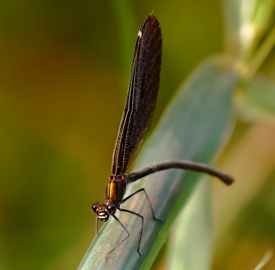 Красотка-девушка. Стрекоза красотка-девушка или красотка темнокрылая. У самки (на фото) крылья бронзово-зеленые, у самца — металлически синие. Тело бронзово-зеленое. Заметить этих красоток можно вблизи медленно текущих ручьёв и мелких рек, берега которых богаты прибрежной растительностью. У них очень подвижная голова, большую часть которой занимают два сложных фасеточных глаза.