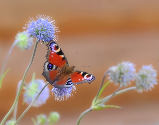 Павлиний глаз. Именно для защиты от врагов павлиний глаз и приобрёл столь яркую окраску. Бабочка - настоящий долгожитель, она может прожить до года и более. После наступления холодов она отправляется на зимовку и впадает в спячку. Примечательно, что в тёплой местности павлиний глаз может перезимовать дважды.
