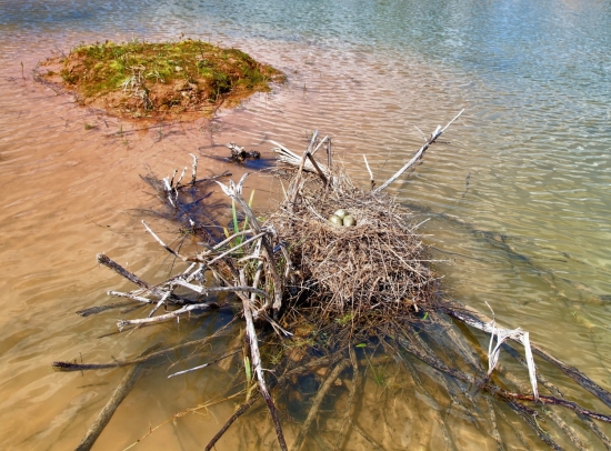 Место для гнезда озерной чайки. Для будущего гнезда выбирается труднодоступное место. Как правило, это топкая сплавнина, небольшой травянистый остров или ветки, остатки деревьев (как на фото). Поэтому потенциальным хищникам нелегко добраться до кладки.