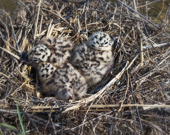 Птенцы озерной чайки. Птенцы покрыты пятнистым пухом и сливаются с окружающей средой, поэтому их трудно заметить. Летать малыши начинают в 25-30 дней. Едят они из клюва родителей или склёвывают выброшенную ими пищу прямо из гнезда.