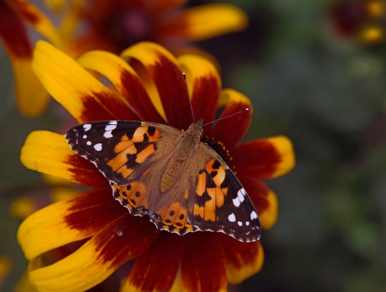 Репейница. Эти бабочки заядлые путешественники: летают большими роями, и в некоторых случаях способны в течение суток преодолевать расстояние до 500 километров. При этом общая протяженность их перелета может составлять 5000 и более километров. Увидеть таких бабочек можно в наших садах, на обочинах дорог и полянах.
