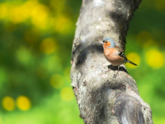 Зяблик. Эта птица - лесной обитатель. Еще с давних времен его яркие перышки служили оберегом семьи, приносили в дом счастье и уют. Название птицы исконно русское, происходит от глагола «зябнуть», т.е. мерзнуть. Эта маленькая птичка питается самыми разными растениями и насекомыми, и оглашает лес мелодичной песенкой с красивым росчерком в конце.