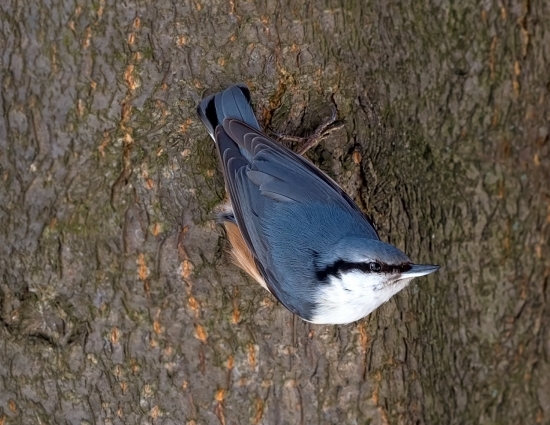 Поползень. Обыкновенный поползень относится к отряду воробьиных, имеет компактное тело, короткий хвост и лапки с цепкими изогнутыми когтями. Верх тела чаще всего серый или голубоватый, брюшко белое. Издает резкие характерный свисты и трели: «тци-ит», «тью-тью», «твить-твить». Птичка ловко перемещается по стволу и веткам деревьев, высматривая насекомых. Она отколупывает клювом кору в поисках личинок.