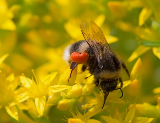 Шмель. Это крупное грозное насекомое прекрасно летает, его крылья совершают в секунду до 400 взмахов. На задних ногах шмеля находятся корзиночки, покрытые жесткими ворсинками, куда он собирает пыльцу. На фото видно, что корзиночки заполнены оранжевой пыльцой. Шмели — чрезвычайно полезные насекомые: они забирают нектар и опыляют цветы с глубоким венчиком, недоступные для пчел и других насекомых-опылителей!