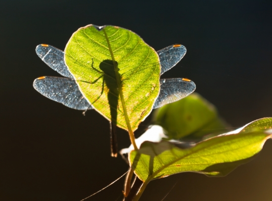 Из тени в свет перелетая... Ранним утром стрекоза покрыта капельками росы, словно хрусталь. С такой «ношей» не взлетишь. Поэтому насекомые греются под лучами солнца, отдыхая на камнях, траве или деревьях, чтобы обсохнуть и быть готовой к полету.