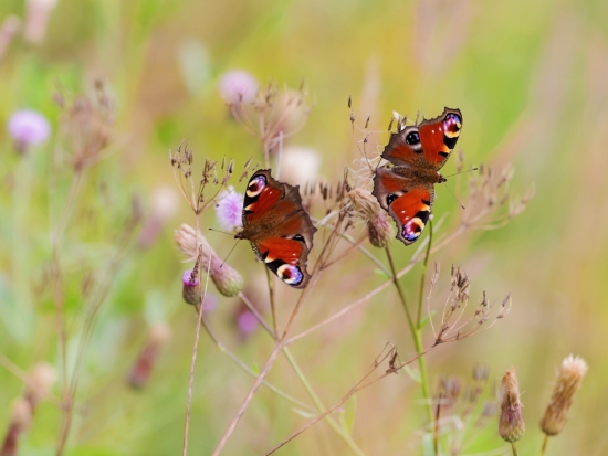 Павлиноглазки за обедом. Павлиноглазки питаются на лесных полянках и приусадебных участках – хорошо освещённых солнцем и богатых цветами. Нектар – основной источник жизненных сил для взрослой бабочки, но кроме него павлиний глаз привлекает древесный сок, потому этих насекомых нередко можно видеть на деревьях, пьющими его.