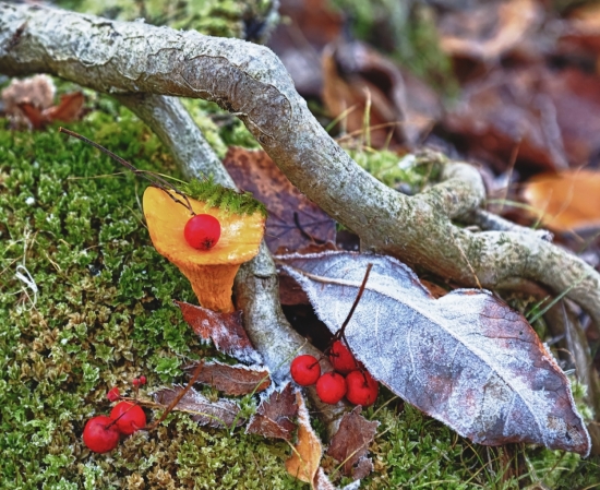 Лисичка обыкновенная. Лисички не только вкусны и питательны, но и востребованы в сфере народной медицины. В лесах невозможно найти испорченных паразитами грибы: в лисичках содержится хитинманноза – вещество, парализующее глистов и растворяющее их яйца. Растут эти грибы со второй половины июня до заморозков.