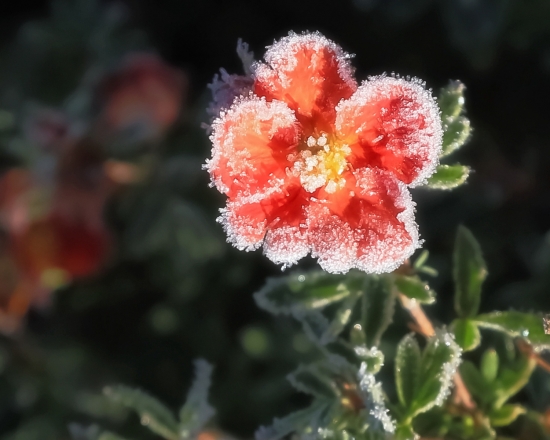 Лапчатка. Лапчатка кустарниковая ценится садоводами: она обильно и долго цветет, разные ее виды имеют соцветия-пятилистники желтых оранжевых, розовых и белых оттенков. Даже легкие морозы ей нипочем, она оттаивает и продолжает цвести дальше...