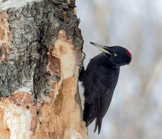 Желна.  Желна или черный дятел — крупная птица размером с ворону.  Это настоящий санитар леса. Для кормления выбирают участок со старыми деревьями, подгнившими стволами. Дупла, выдолбленные желнами, служат убежищем для разных пернатых и животных. В лесу дятлы издают частую барабанную дробь, ее слышно за несколько километров.