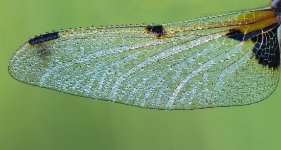 Крыло стрекозы четырехпятнистой. Крылья состоят из двух тонких слоев хитина и пронизаны сложной системой жилок. Каждое из них имеет особое утолщение на вершине, исключающее появление вибрации во время полета. При полете стрекозы используют 2 пары крыльев, причем каждая пара работает самостоятельно, а сами крылья могут двигаться независимо друг от друга, но при этом невероятно слаженно, производя до 150 взмахов в секунду. Максимальная скорость полета стрекозы достигает 57 км/ч.