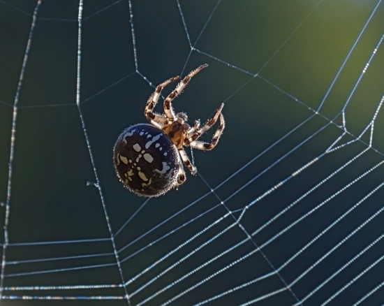 Паук-крестовик. Их называют крестовиками из-за своеобразной расцветки спины, на которой имеется рисунок в виде креста, характерный только для данной группы видов. С помощью устрашающего рисунка они отпугивают хищников, которые не против полакомиться пауками. Через каждые один-два дня хозяин ловчей сети разрушает паутину и ткет новую, так как старая ловушка приходит в негодность от попадания в неё насекомых.