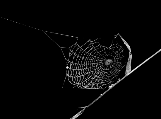 Белеет парус одинокий... Паутина - тончайшая нить (толщина её в сотни раз меньше человеческого волоса) и видна только за счет отражения ею солнечного света и конденсата капель росы ранним утром. На самом деле такая нить является плотным «канатом», сплетенным из сотен нановолокон. Диаметр одного такого волокна — 20 миллионных долей миллиметра.