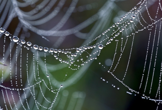 «Сверкают паутины нити, как филиграни кружева...» Паутина не только красива, но и удивительно прочна. Ученые подсчитали, что если бы она была толщиной с канат, то такая ловчая сеть при достаточных размерах могла бы остановить на лету, к примеру, большой пассажирский Боинг.